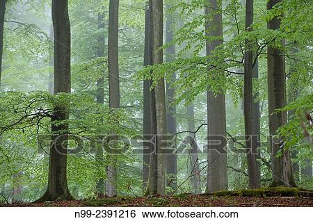 Beech forest, relict forest in the Steigerwald, spring, Franconia, Bavaria, Germany. View Large Photo Image Stock Photograph - Beech forest, relict forest in the Steigerwald, spring, Franconia, Bavaria, Germany.. Fotosearch