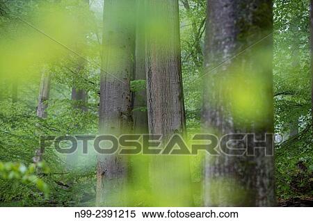 Beech forest, relict forest in the Steigerwald, spring, Franconia, Bavaria, Germany. View Large Photo Image Stock Photography - Beech forest, relict forest in the Steigerwald, spring, Franconia, Bavaria, Germany.. Fotosearch