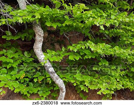 Beech tree leaves and aerial root. Montseny Natural Park. Barcelona province, Catalonia, Spain. View Large Photo Image Stock Photo - Beech tree leaves and aerial root. Montseny Natural Park. Barcelona province, Catalonia, Spain.. Fotosearch