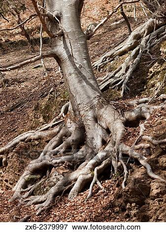 Beech trees roots. Montseny Natural Park. Barcelona province, Catalonia, Spain. View Large Photo Image Stock Photo - Beech trees roots. Montseny Natural Park. Barcelona province, Catalonia, Spain.. Fotosearch