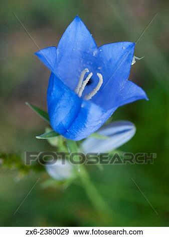 Bellflower (Campanula speciosa) with small spider. Montseny Natural Park. Barcelona province, Catalonia, Spain. View Large Photo Image Stock Photo - Bellflower (Campanula speciosa) with small spider. Montseny Natural Park. Barcelona province, Catalonia, Spain.. Fotosearch
