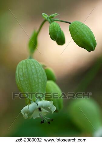 Bladder campion (Silene vulgaris). Montseny Natural Park. Barcelona province, Catalonia, Spain. View Large Photo Image Stock Image - Bladder campion (Silene vulgaris). Montseny Natural Park. Barcelona province, Catalonia, Spain.. Fotosearch