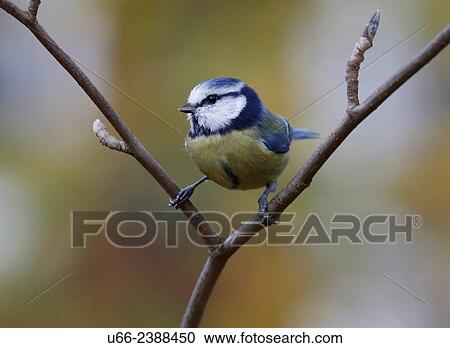 Blue Tit (Parus caeruleus), Stockholm, Sweden View Large Photo Image Stock Image - Blue Tit (Parus caeruleus), Stockholm, Sweden. Fotosearch