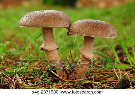 Stock Image - Blusher (Amanita rubescens).. Fotosearch
