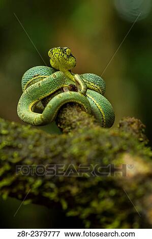 Stock Photo - Bothriopsis bilineata. New born green pit viper on a tree. Venomous Snake (solenoglyphous) mostly nocturnal. French Guiana.. Fotosearch