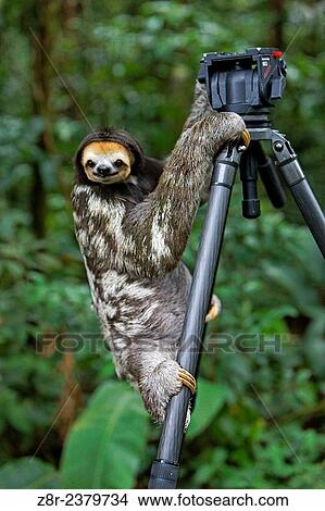 Picture - Bradypus tridactylus. Sloth on a tripod. French Guiana.. Fotosearch