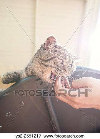 British shorthair cat lying on table biting on human hand. Playful pet on adventure and full of mischief. View Large Photo Image Stock Photo - British shorthair cat lying on table biting on human hand. Playful pet on adventure and full of mischief.. Fotosearch