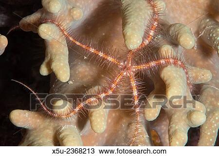 Brittlestar, Ophiotrhrix sp. on hard coral. View Large Photo Image Stock Image - Brittlestar, Ophiotrhrix sp. on hard coral.. Fotosearch