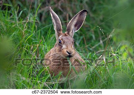 Brown Hare Lepus europaeus. View Large Photo Image Picture - Brown Hare Lepus europaeus.. Fotosearch