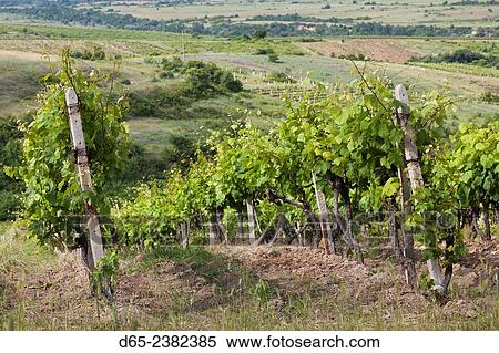 Bulgaria, Southern Mountains, Melnik-area, Vinogradi, village vineyards. View Large Photo Image Stock Photography - Bulgaria, Southern Mountains, Melnik-area, Vinogradi, village vineyards.. Fotosearch