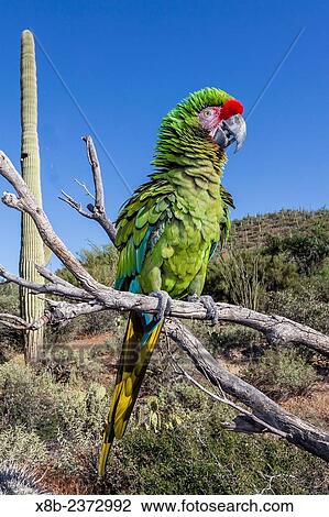 Captive military macaw, Ara militaris, from the Arizona Sonora Desert Museum, Tucson, Arizona, United States of America. View Large Photo Image Stock Image - Captive military macaw, Ara militaris, from the Arizona Sonora Desert Museum, Tucson, Arizona, United States of America.. Fotosearch