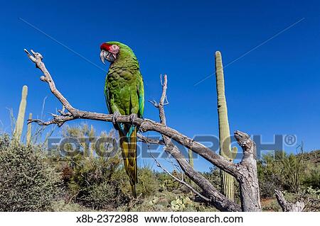 Captive military macaw, Ara militaris, from the Arizona Sonora Desert Museum, Tucson, Arizona, United States of America. View Large Photo Image Stock Photo - Captive military macaw, Ara militaris, from the Arizona Sonora Desert Museum, Tucson, Arizona, United States of America.. Fotosearch