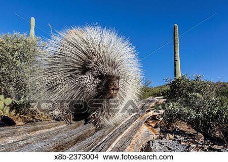 Captive North American porcupine, Erethizon dorsatum, from the Arizona Sonora Desert Museum, Tucson, Arizona, United States of America. View Large Photo Image Picture - Captive North American porcupine, Erethizon dorsatum, from the Arizona Sonora Desert Museum, Tucson, Arizona, United States of America.. Fotosearch