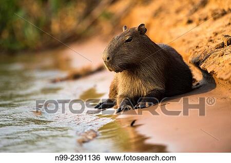 Capybara (Hydrochoerus hydrochoeris), resting on the bank of a river, Pantanal, Mato Grosso, Brazil. View Large Photo Image Stock Photograph - Capybara (Hydrochoerus hydrochoeris), resting on the bank of a river, Pantanal, Mato Grosso, Brazil.. Fotosearch