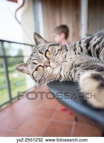 Cat on table with child in background. British shorthair cat lying on balcony table. View Large Photo Image Stock Image - Cat on table with child in background. British shorthair cat lying on balcony table.. Fotosearch