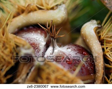 Chestnuts inside bur (Castanea sativa), detail. Montseny Natural Park. Barcelona province, Catalonia, Spain. View Large Photo Image Stock Photo - Chestnuts inside bur (Castanea sativa), detail. Montseny Natural Park. Barcelona province, Catalonia, Spain.. Fotosearch
