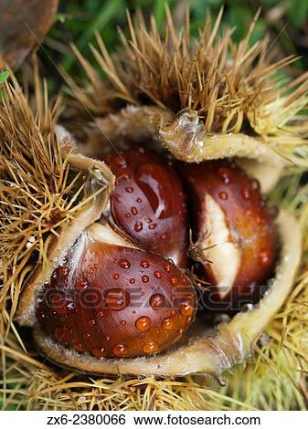 Chestnuts inside bur (Castanea sativa). Montseny Natural Park. Barcelona province, Catalonia, Spain. View Large Photo Image Stock Photograph - Chestnuts inside bur (Castanea sativa). Montseny Natural Park. Barcelona province, Catalonia, Spain.. Fotosearch