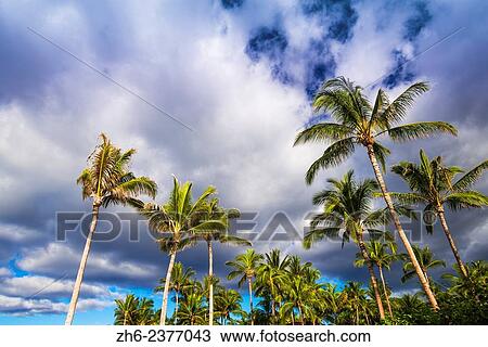 Stock Image - Coconut palms, Kohala Coast, The Big Island, Hawaii USA.. Fotosearch
