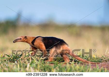 Collared anteater (Tamandua tetradactyla), walking in grassland, Mato Grosso do Sul, Brazil. View Large Photo Image Stock Photo - Collared anteater (Tamandua tetradactyla), walking in grassland, Mato Grosso do Sul, Brazil.. Fotosearch