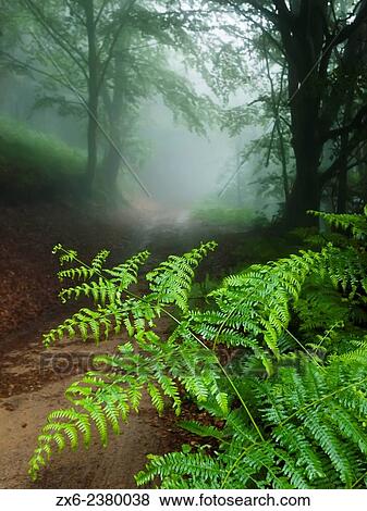 Common bracken at a misty beech forest road. Montseny Natural Park. Barcelona province, Catalonia, Spain. View Large Photo Image Stock Photo - Common bracken at a misty beech forest road. Montseny Natural Park. Barcelona province, Catalonia, Spain.. Fotosearch