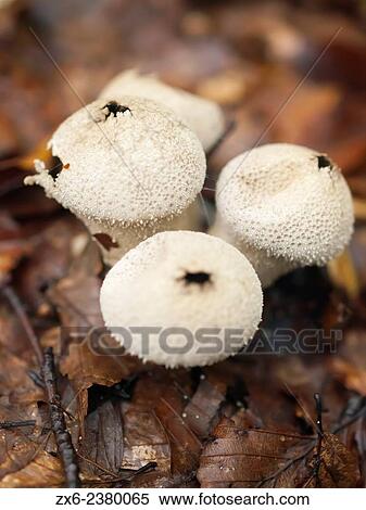 Stock Photography - Common puffball (Lycoperdon perlatum). Montseny Natural Park. Barcelona province, Catalonia, Spain.. Fotosearch