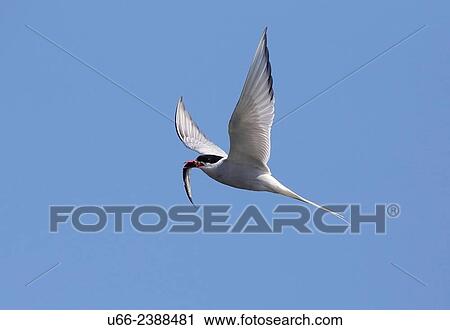 Common tern, Sterna hirundo, with catch View Large Photo Image Stock Image - Common tern, Sterna hirundo, with catch. Fotosearch