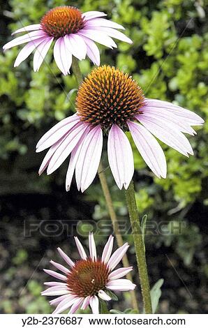 coneflower in hollis gardens florida usa. View Large Photo Image Stock Photo - coneflower in hollis gardens florida usa.. Fotosearch