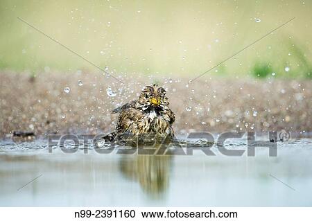 Stock Image - Corn bunting (Emberiza calandra), bathing in small pond, Bulgaria.. Fotosearch