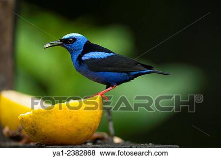 Stock Photo - Costa Rica. La Fortuna, Shining honeycreeper bird cyanerpes lucidus eating lemon fruit. Fotosearch