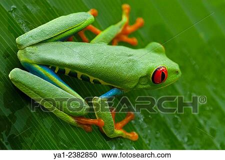 Costa Rica. National park of Tortuguero, red eyes tree frog Agalychnis callidryas View Large Photo Image Stock Image - Costa Rica. National park of Tortuguero, red eyes tree frog Agalychnis callidryas. Fotosearch