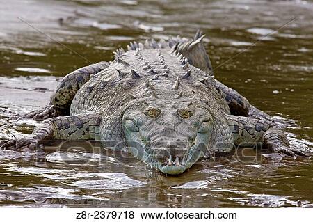 Crocodylus acutus. American crocodile. Rio Tarcoles. Costa Rica. View Large Photo Image Stock Photo - Crocodylus acutus. American crocodile. Rio Tarcoles. Costa Rica.. Fotosearch