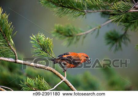 Stock Image - Crossbill (Loxia curvirostra), sitting on pine, Bavaria, Germany.. Fotosearch