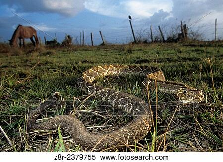 Stock Photography - Crotalus durissus. South American Rattlesnake near horses. Rupununi savannah. Guyana.. Fotosearch