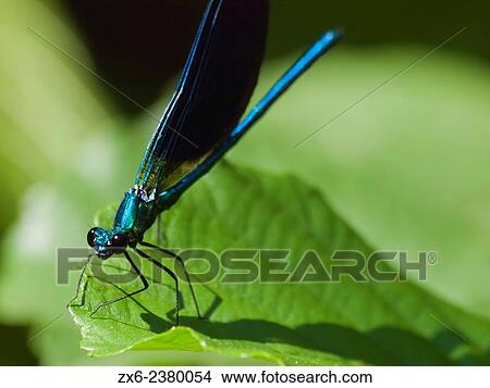 Picture - Damselfly Beautiful Demoiselle (Calopteryx virgo) at Tordera river. Montseny Natural Park. Barcelona province, Catalonia, Spain.. Fotosearch