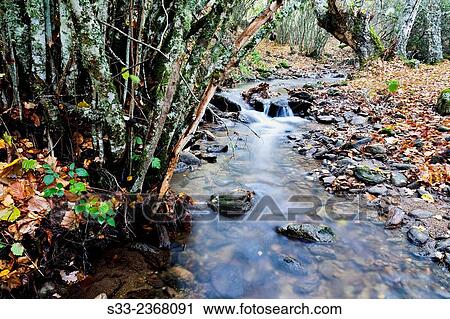 Dehesa stream in the Sierra Cebollera. Somosierra. Madrid. Spain. Europe. View Large Photo Image Stock Image - Dehesa stream in the Sierra Cebollera. Somosierra. Madrid. Spain. Europe.. Fotosearch