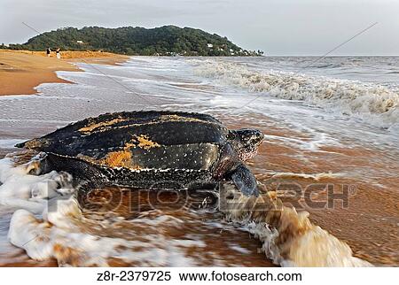 Dermochelys coriacea. Leatherback turtle on the beach of R? mire-Montjoly. Back to the Sea. French Guiana. View Large Photo Image Stock Photography - Dermochelys coriacea. Leatherback turtle on the beach of R? mire-Montjoly. Back to the Sea. French Guiana.. Fotosearch