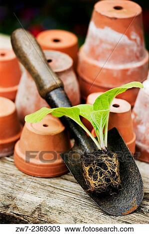 Digitalis Foxglove young plant resting on hand trowel. View Large Photo Image Stock Image - Digitalis Foxglove young plant resting on hand trowel.. Fotosearch