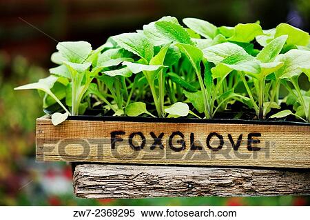 Digitalis Foxglove young plants in wooden tray. View Large Photo Image Stock Photography - Digitalis Foxglove young plants in wooden tray.. Fotosearch