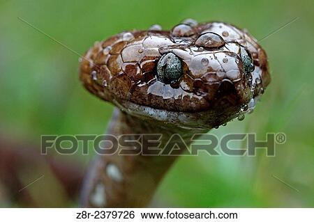 Dipsas indica. Snail eater colubrid with raindrops on his head. French Guiana. View Large Photo Image Stock Photograph - Dipsas indica. Snail eater colubrid with raindrops on his head. French Guiana.. Fotosearch