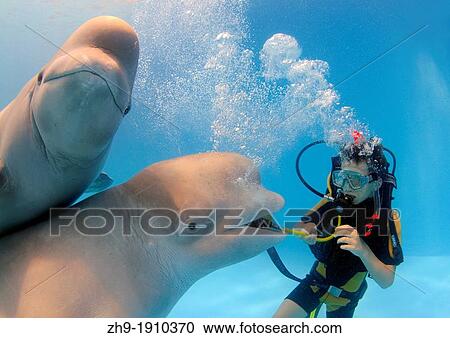 diver and Beluga, White whale Delphinapterus leucas, Delphinarium, Odessa, Ukraine View Large Photo Image Stock Image - diver and Beluga, White whale Delphinapterus leucas, Delphinarium, Odessa, Ukraine. Fotosearch