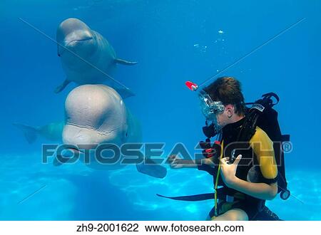 Stock Image - diver and Beluga, White whale (Delphinapterus leucas), Delphinarium, Odessa, Ukraine.. Fotosearch