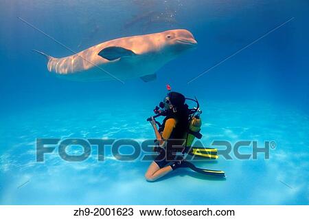 Stock Image - diver and Beluga, White whale (Delphinapterus leucas), Delphinarium, Odessa, Ukraine.. Fotosearch