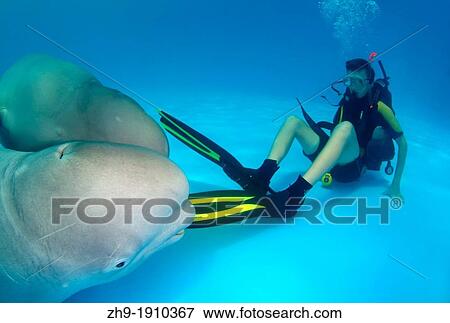 diver and Beluga, White whale Delphinapterus leucas, Delphinarium, Odessa, Ukraine View Large Photo Image Stock Photo - diver and Beluga, White whale Delphinapterus leucas, Delphinarium, Odessa, Ukraine. Fotosearch