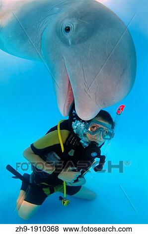 diver and Beluga, White whale Delphinapterus leucas, Delphinarium, Odessa, Ukraine View Large Photo Image Stock Photo - diver and Beluga, White whale Delphinapterus leucas, Delphinarium, Odessa, Ukraine. Fotosearch