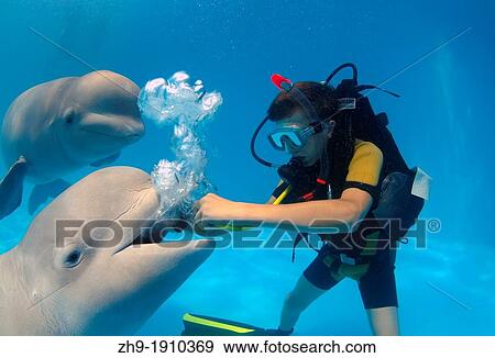 diver and Beluga, White whale Delphinapterus leucas, Delphinarium, Odessa, Ukraine View Large Photo Image Stock Photo - diver and Beluga, White whale Delphinapterus leucas, Delphinarium, Odessa, Ukraine. Fotosearch