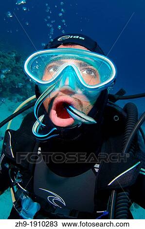 Stock Image - Diver and cleanerfish, Sabre-toothed blenny Aspidontus taeniatus, Red Sea, Egypt, Africa. Fotosearch