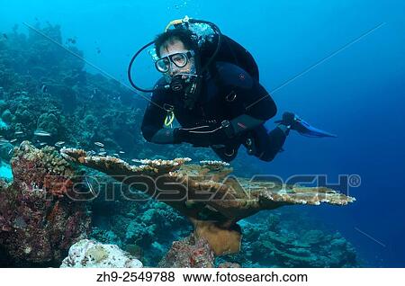 Diver looking at a coral, the Indian Ocean, Maldives. View Large Photo Image Stock Photo - Diver looking at a coral, the Indian Ocean, Maldives.. Fotosearch