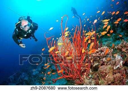 Diver looking at lyretail coralfish, lyretail anthias, sea goldie, or scalefin anthia (Pseudanthias squamipinnis), Red sea, Egypt, Africa. View Large Photo Image Stock Image - Diver looking at lyretail coralfish, lyretail anthias, sea goldie, or scalefin anthia (Pseudanthias squamipinnis), Red sea, Egypt, Africa.. Fotosearch