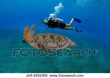 Stock Photography - Diver swims next to green sea turtleá(Chelonia mydas) Red sea, Marsa Alam, Abu Dabab, Egypt.. Fotosearch