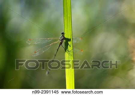 Emerald Damselfly (Lestes sponsa), sitting on a culm, Bavaria, Germany. View Large Photo Image Stock Photography - Emerald Damselfly (Lestes sponsa), sitting on a culm, Bavaria, Germany.. Fotosearch